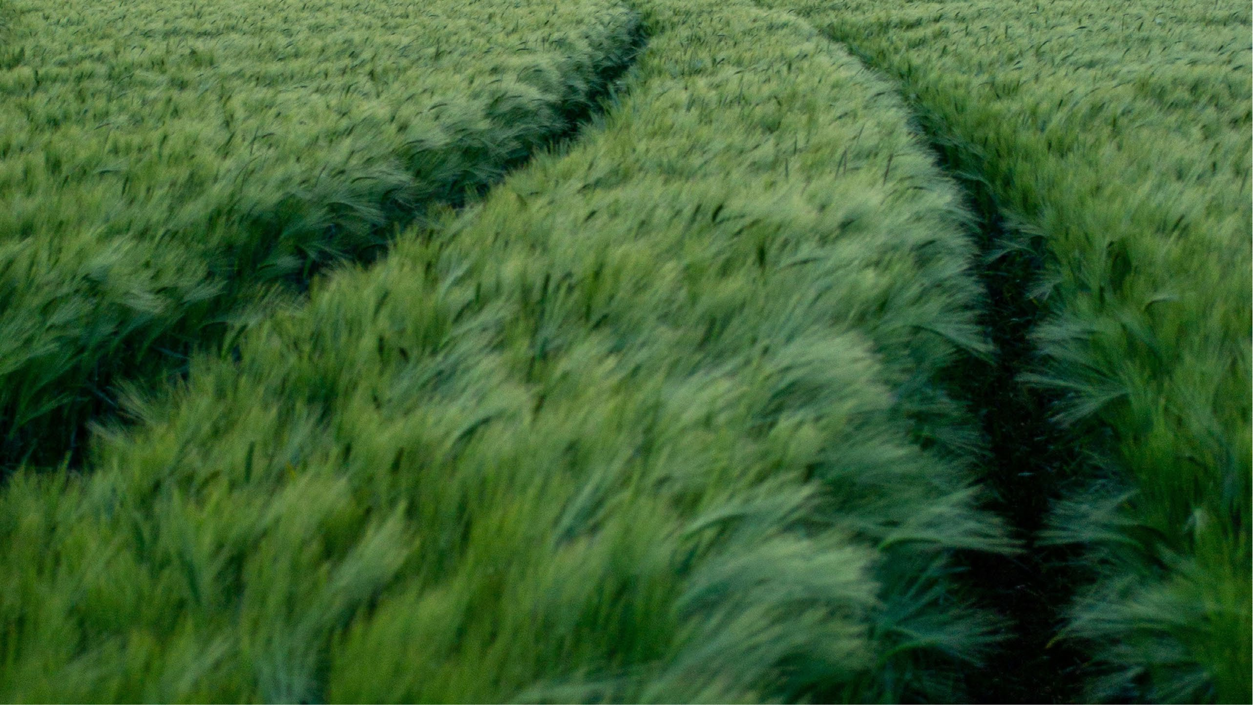 grass field